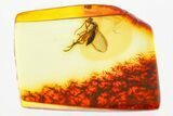 Detailed Fossil Long-Legged Fly (Dolichopodidae) in Baltic Amber #367508-1